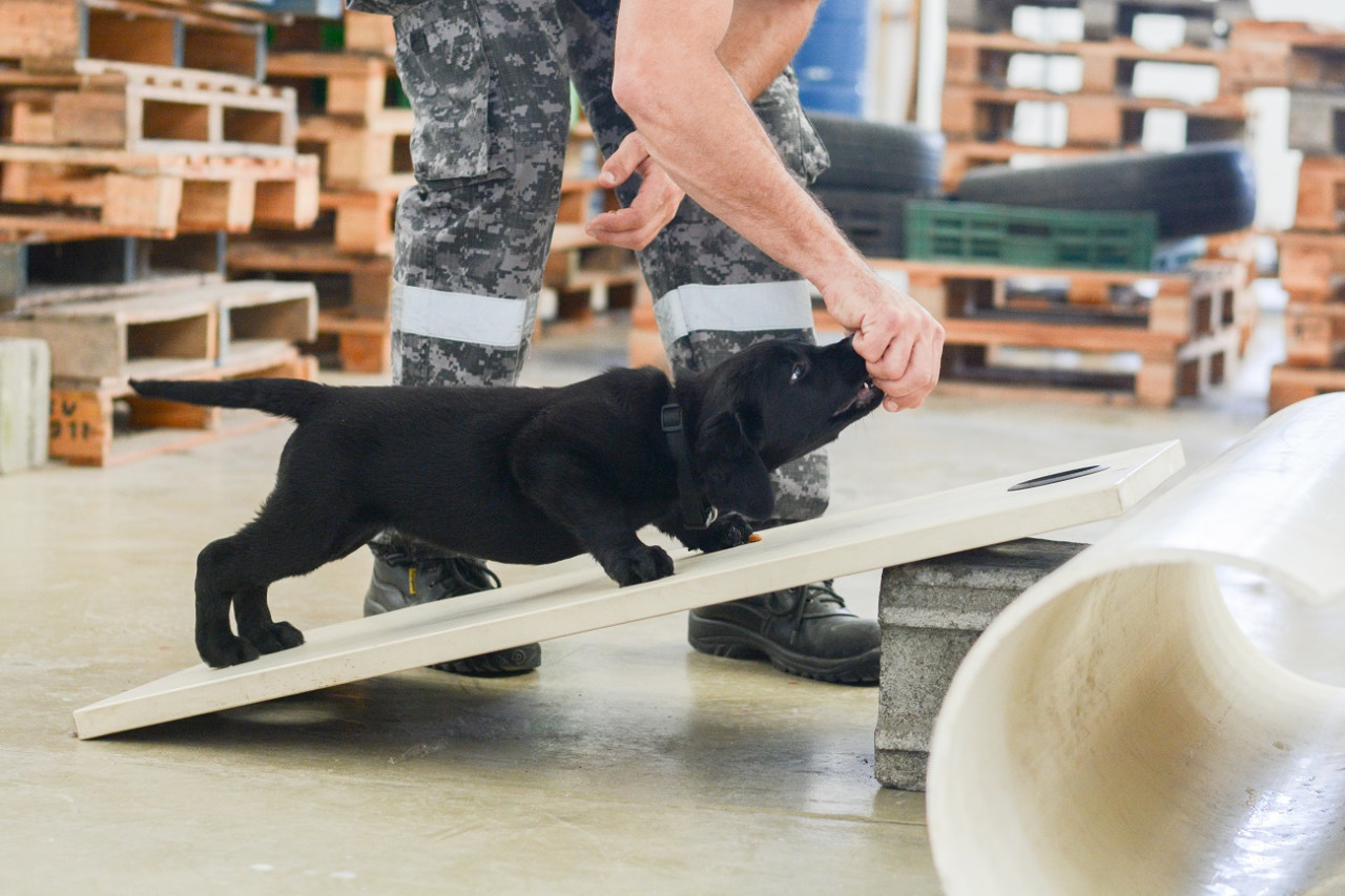 Cachorros de la Aduana comenzaron con actividades de entrenamiento. Foto: AFIP