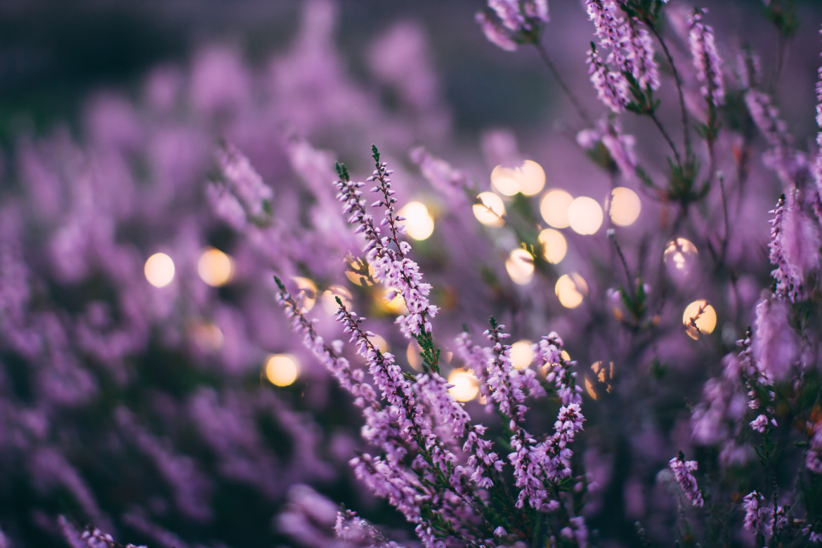 Campos de lavanda. Foto: Unsplash.