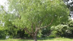 Cómo preparar repelente para mosquitos casero con un árbol que está en todos lados