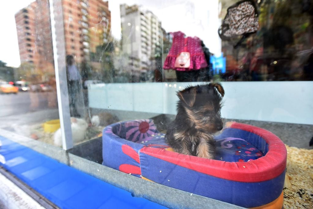 En los perros, la etapa de cachorros demanda más dinero que un perro adulto.  (La Voz / Archivo)