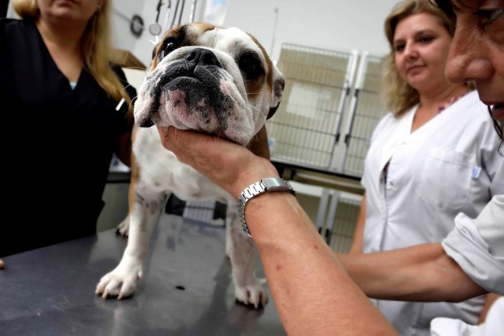 Una consulta veterinaria cuesta $ 12.500.  (La Voz / Archivo)